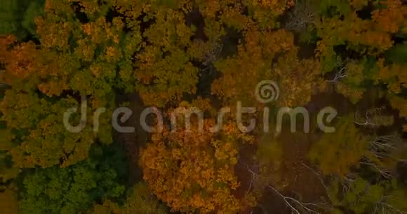 在锡霍特阿林生物圈保护区的山和海的背景下飞越秋天的树木视频的预览图
