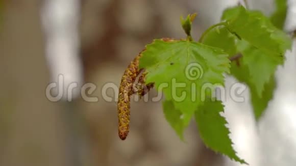 桦树枝和柳絮视频的预览图