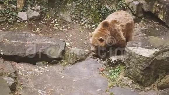 大公熊熊在岩石石附近行走欧洲欧亚棕色俄罗斯熊视频的预览图