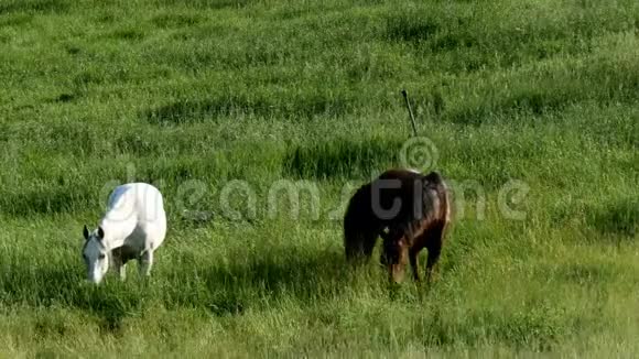 在农场牧场吃新鲜青草的马匹视频的预览图