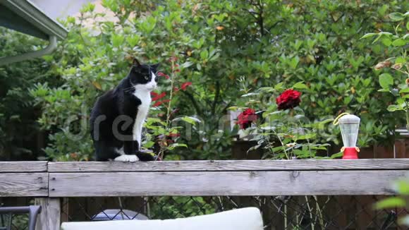 玫瑰附近的黑白猫视频的预览图
