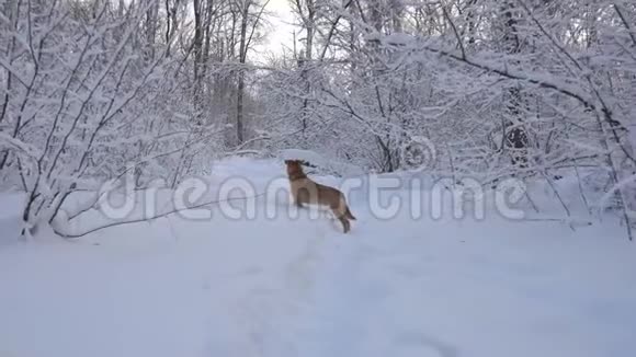 冬季森林和狗的全景视频的预览图