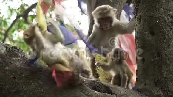 一群猴子在树上视频的预览图