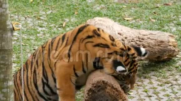 老虎幼崽在老虎动物园的木头木头上玩耍视频的预览图