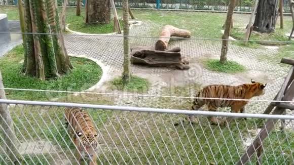 老虎正在篱笆后面的老虎动物园里散步视频的预览图