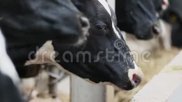 黑牛站在马厩里慢动作地在农场的其他奶牛旁边咀嚼干草视频的预览图