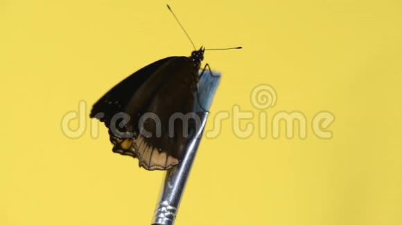 黑色的热带蝴蝶坐在刷子上视频的预览图