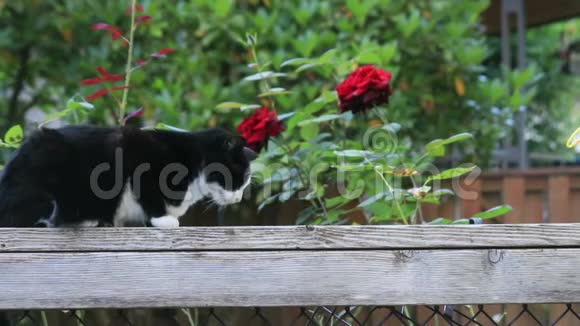 玫瑰附近的黑白猫视频的预览图