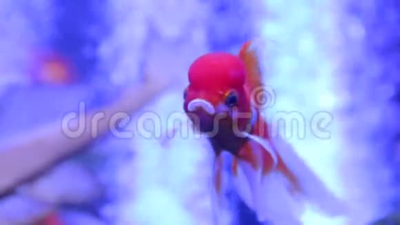 洋金鱼阿兰达兰楚视频的预览图