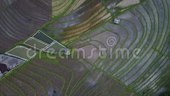 稻田农业空中视野梯田空中视野视频的预览图