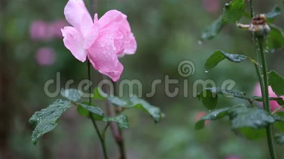 一朵粉红色的玫瑰花上的水滴视频的预览图