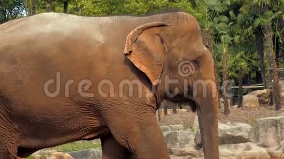 动物园非洲象的近景视频的预览图