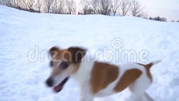 活跃的小搞笑狗在外面玩冬天下雪的天气录像片段慢镜头视频的预览图