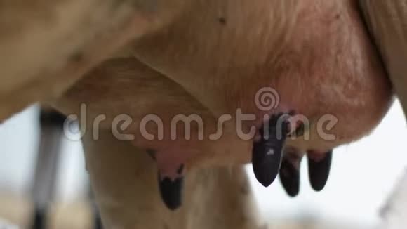 女工用抹布清洗乳房为奶牛挤奶做准备视频的预览图