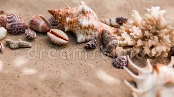 以沙子为背景的贝壳夏日海滩视频的预览图