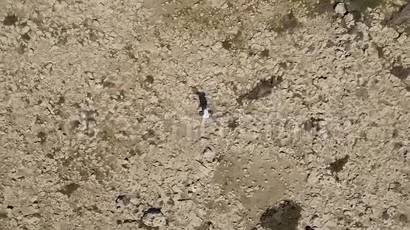 一个人独自在沙漠中向前走的空中影像库存极限运动人类主宰自然登山者视频的预览图