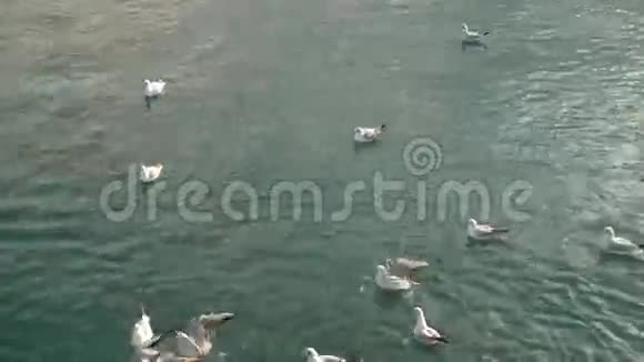 海鸟漂浮在海里视频的预览图