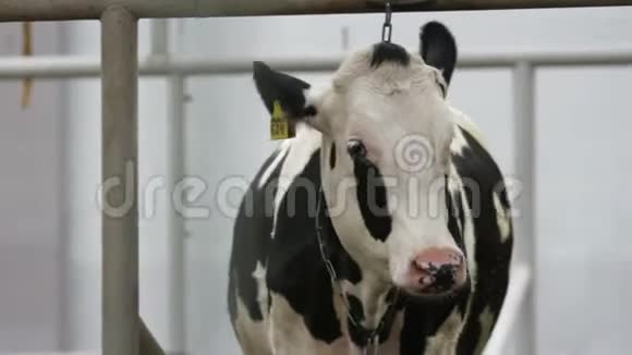 白尖的奶牛呆在马厩里慢慢地在农场两边摇着头视频的预览图