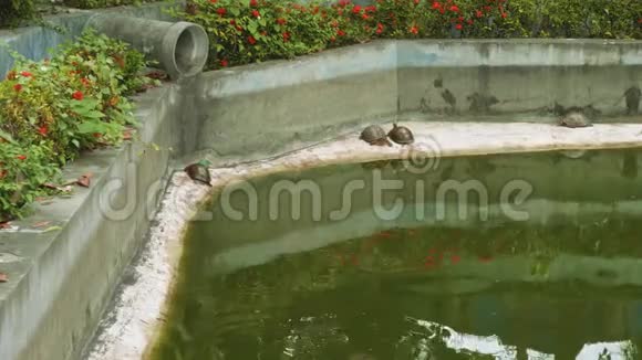 芭堤雅市公共公园人工水库中的海龟视频的预览图