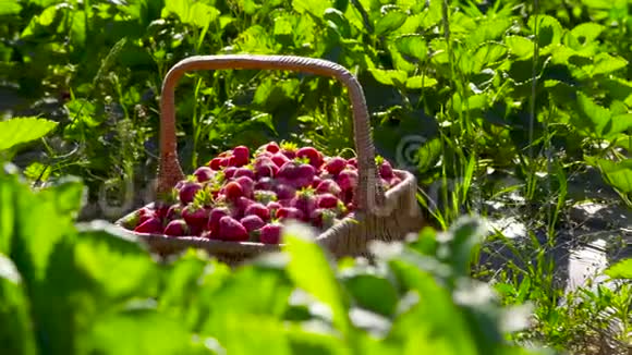 种植园里装满草莓的Wicker篮子视频的预览图