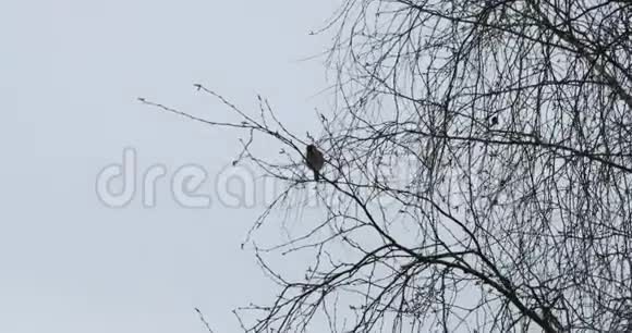 在暗淡的秋天桦树枝上的鸟视频的预览图