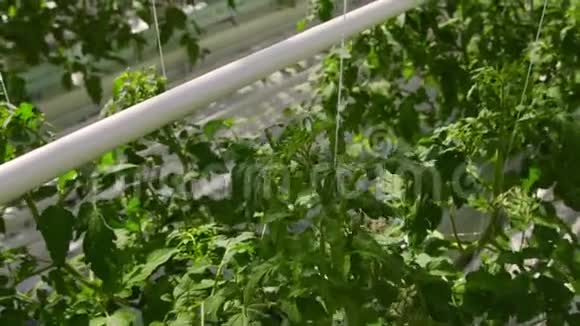 西红柿植物在一个大温室里生长在一种特殊的设备上视频的预览图
