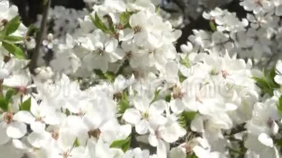 白樱花近在风中视频的预览图