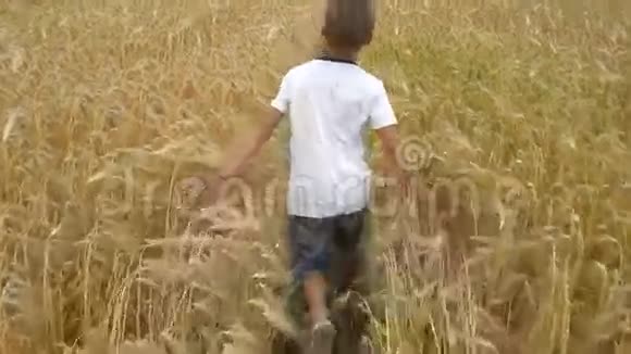 一个男孩跑过麦田视频的预览图