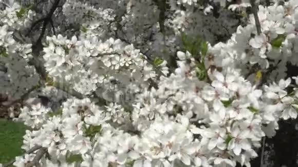 白樱花近在风中视频的预览图