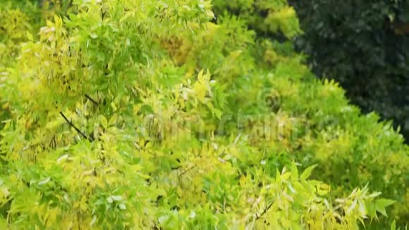 初秋的黄叶雨天视频的预览图