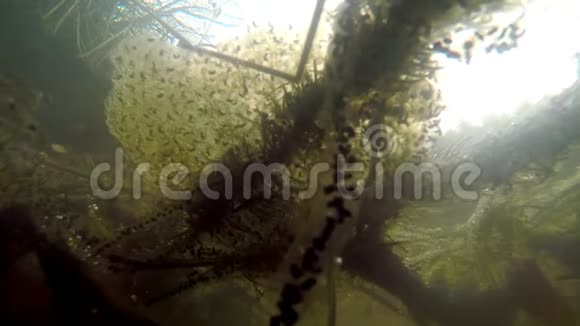 产卵水下景观蟾蜍卵和水蛙卵视频的预览图