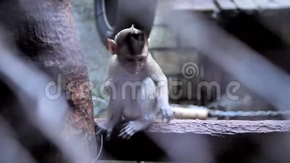 把可爱的小猴子关在笼子里视频的预览图