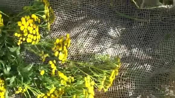 土卫二的药用草本植物视频的预览图