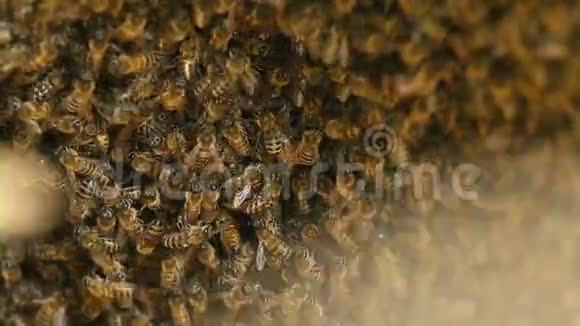 蜜蜂在全屏蜂群视频的预览图