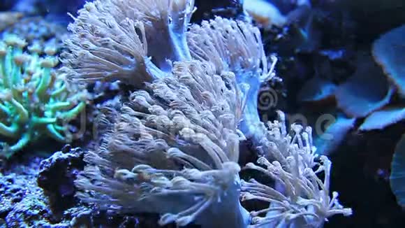 海底的热带珊瑚视频的预览图