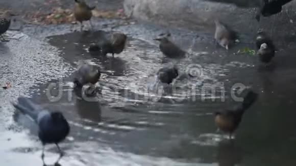 本地野生动物鸟类在停车场水坑内洗澡视频的预览图