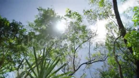 在绿色植物下拍摄视频的预览图