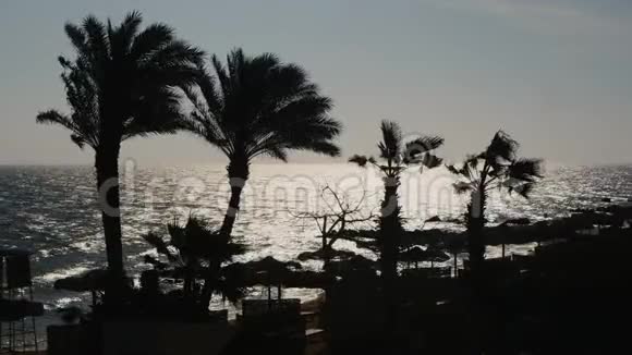 晨海背景下棕榈树的剪影视频的预览图