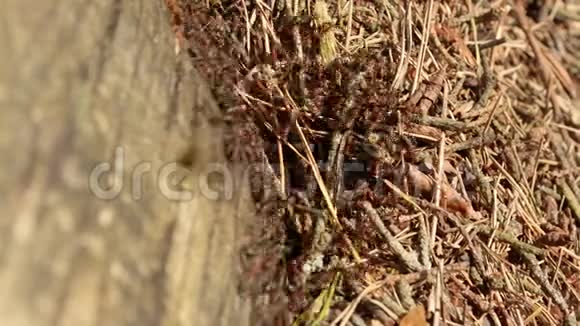 蚁巢菌落入口木原木内视频的预览图