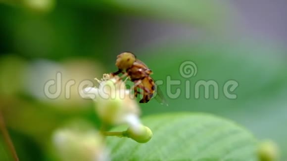 蜜蜂正积极地从迪莱尼亚的花粉中寻找蜂蜜视频的预览图