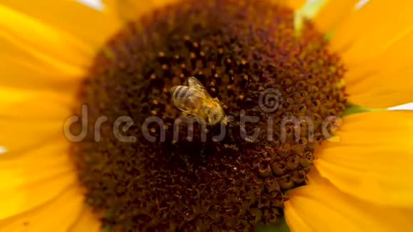 向日葵和两只蜜蜂在向日葵头上收集花粉视频的预览图