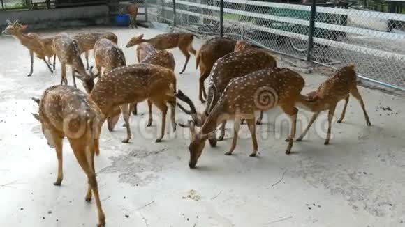 动物园围栏内的斑鹿群视频的预览图