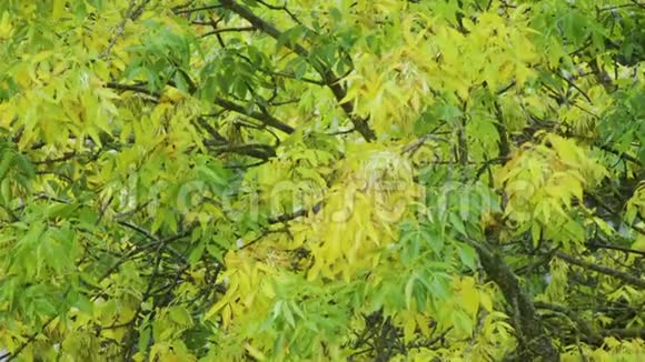 初秋的黄叶雨天视频的预览图