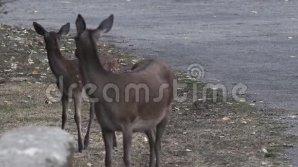 妈妈和小鹿在路附近害怕视频的预览图