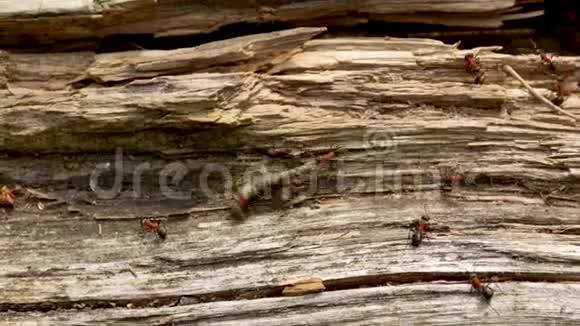 蚂蚁在蚁群巢里携带一根大棒视频的预览图