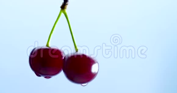 在蓝色背景下旋转的湿樱桃浆果视频的预览图