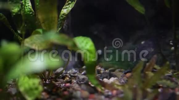 鱼缸的底部有着奇异的植物视频的预览图