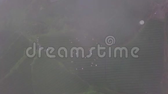 台湾阿里山地区采集乌龙茶叶种植园雾天空中景色视频的预览图