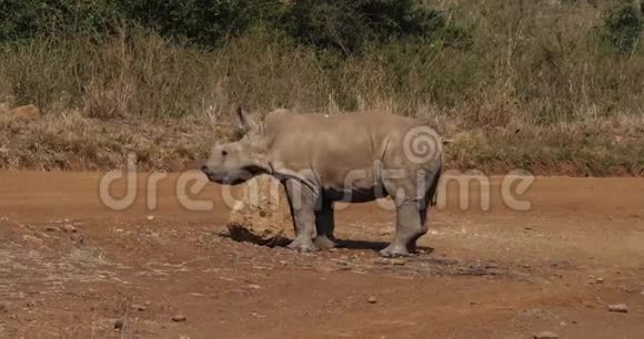 肯尼亚内罗毕公园的白犀牛石上的小牛抓挠视频的预览图