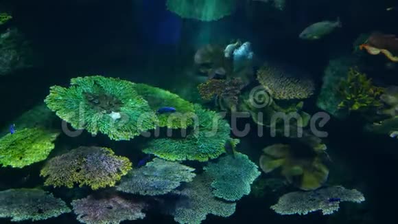 各种鱼类在大型水族馆干净的蓝色水中游泳海洋水下热带生物视频的预览图